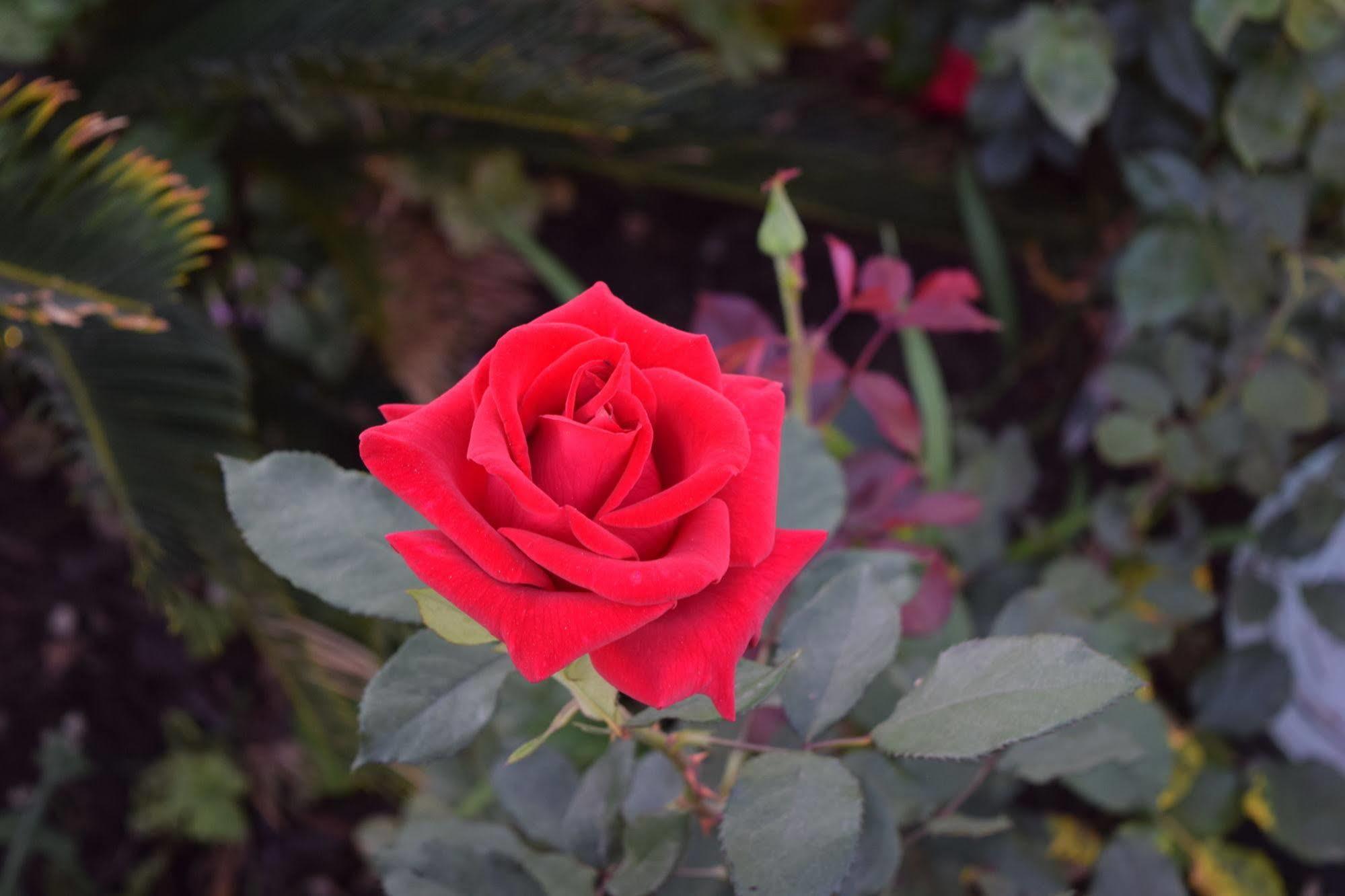 Rose Garden Inn Santa Barbara Eksteriør bilde